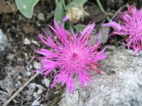 Centaurea marschalliana